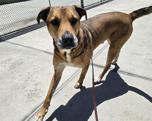 GREEN VELVET, Adoptable, Adult Male German Shepherd Dog & Pit Bull Terrier.