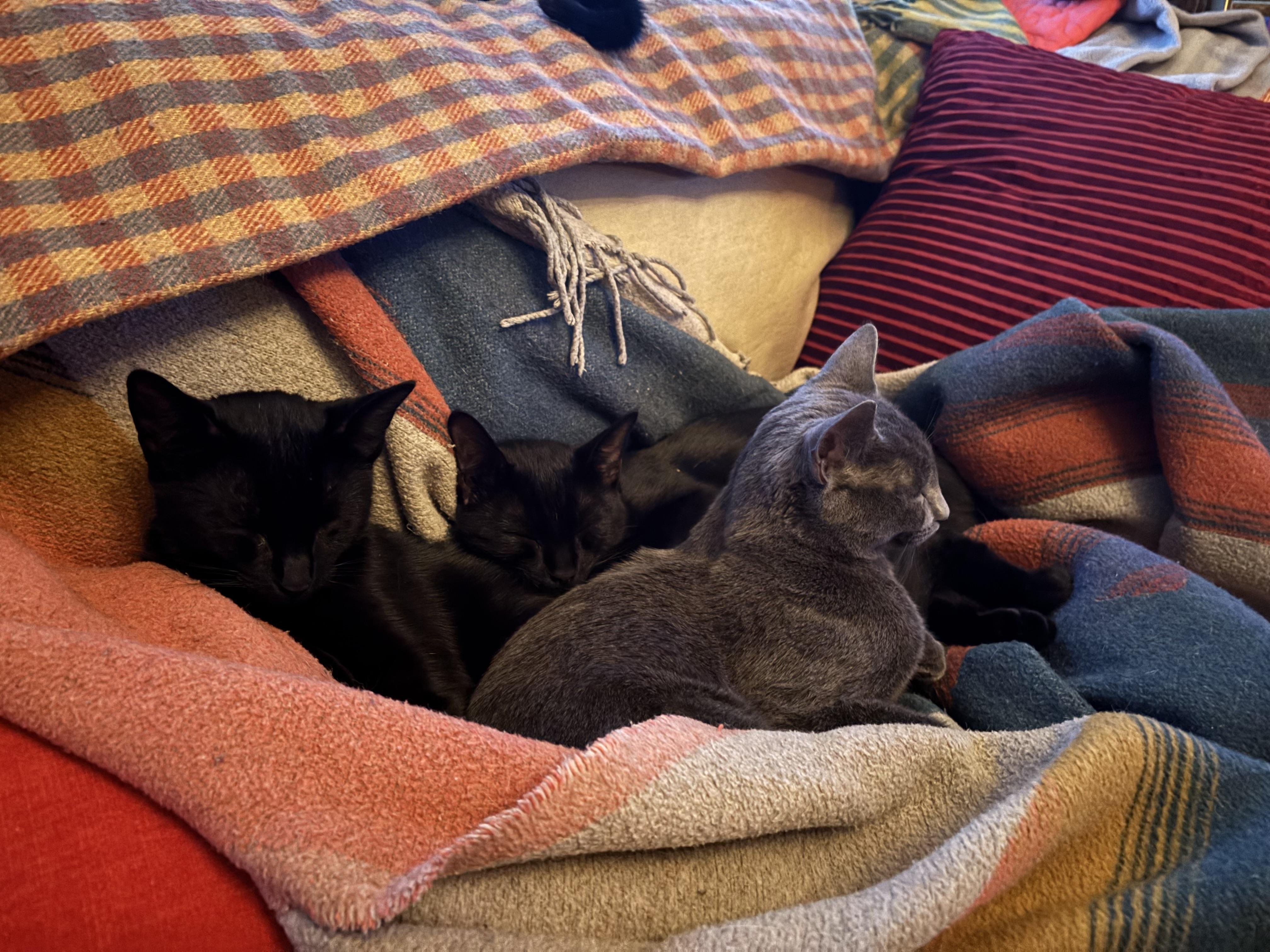 Enlarge Romy, a ADOPTABLE Domestic Short Hair in Melrose, MA image 3/6