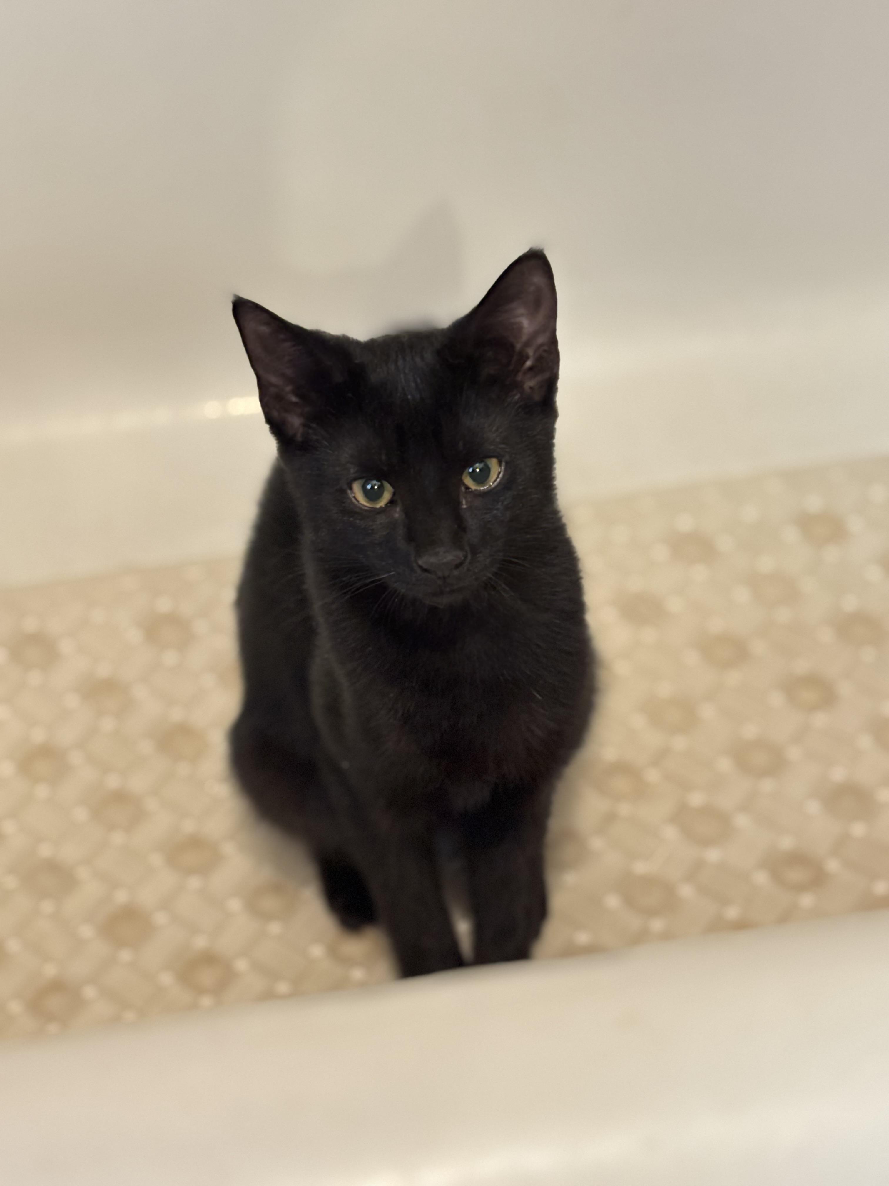 Enlarge Romy, a ADOPTABLE Domestic Short Hair in Melrose, MA image 5/6