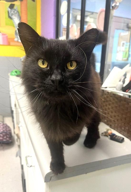 Enlarge JACK, an adopted Domestic Long Hair in Pegram, TN image 1/1