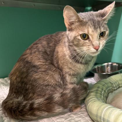 Enlarge Ophelia, an adopted mixed breed in Bedford, IN image 1/1