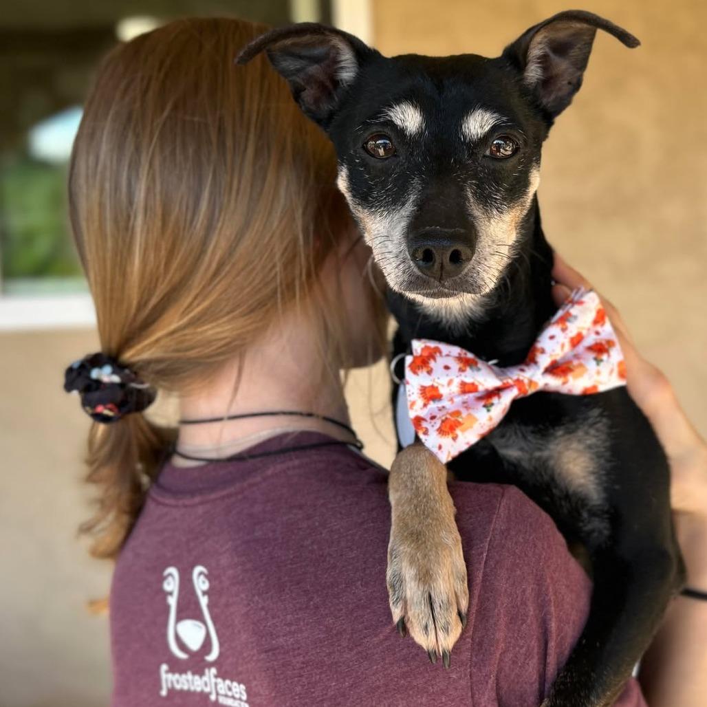 Enlarge Professor Plum, a Adoptable Chihuahua in Silver Spring, MD image 1/6