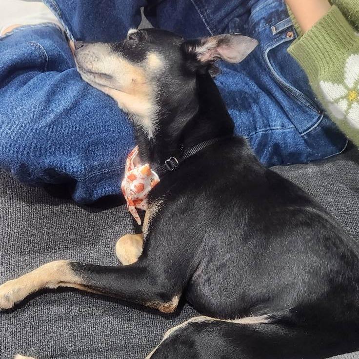 Enlarge Professor Plum, a Adoptable Chihuahua in Silver Spring, MD image 2/6