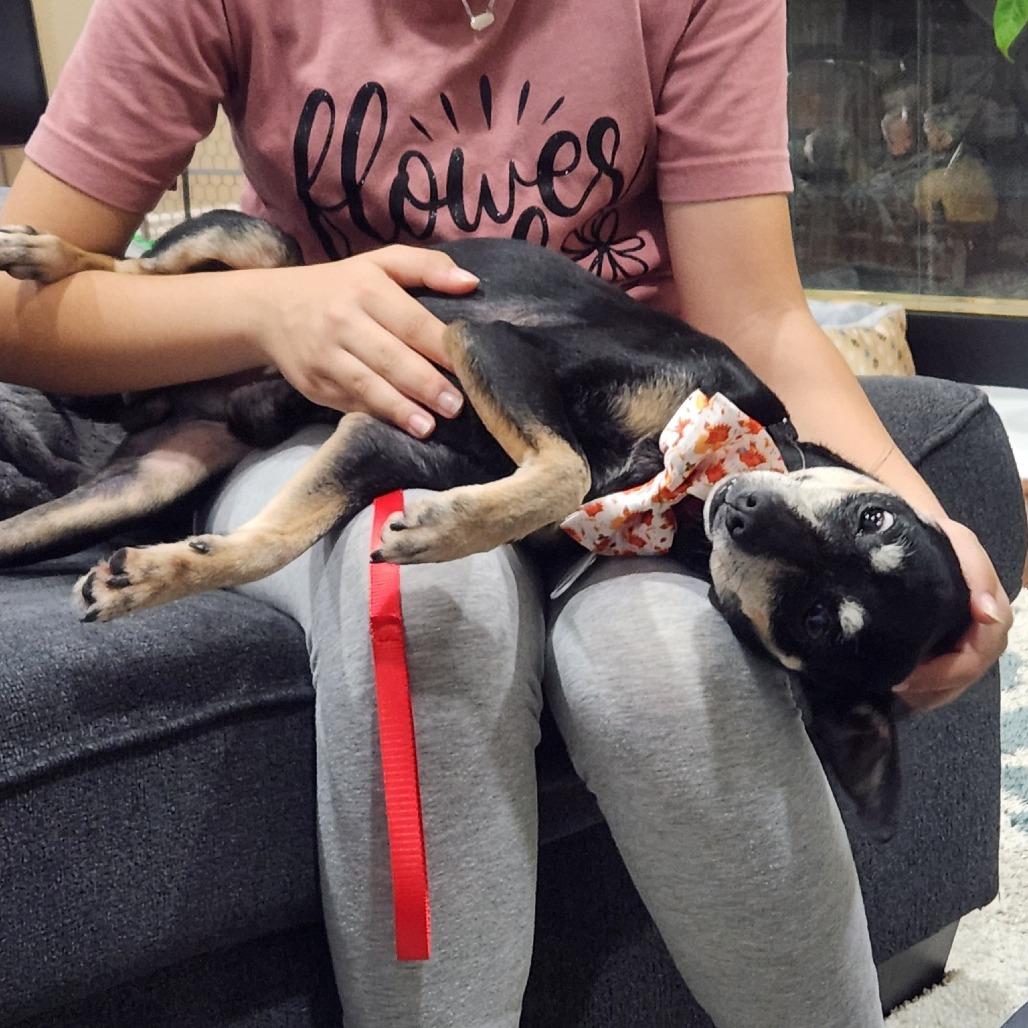 Enlarge Professor Plum, a Adoptable Chihuahua in Silver Spring, MD image 3/6