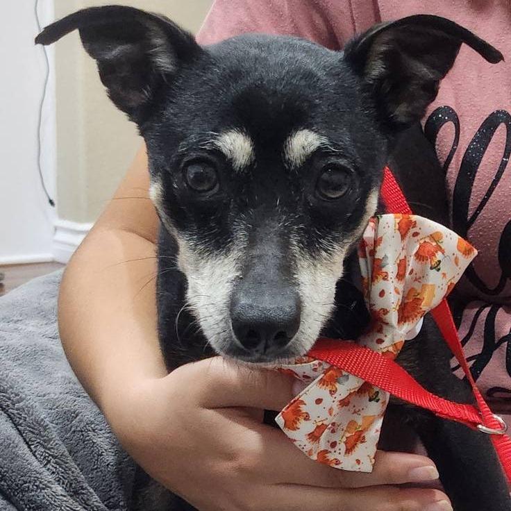 Enlarge Professor Plum, a Adoptable Chihuahua in Silver Spring, MD image 4/6