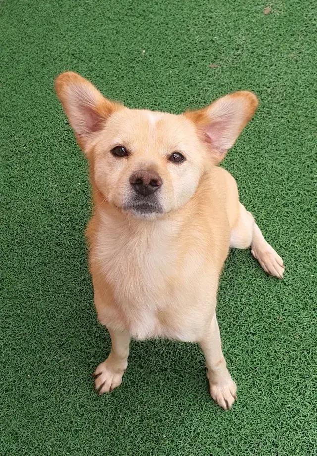 Curry, Adopted, Adult Male Jindo.