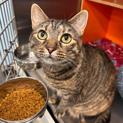 Luna 1, a Adoptable Domestic Short Hair in Cumming, GA image 2/6
