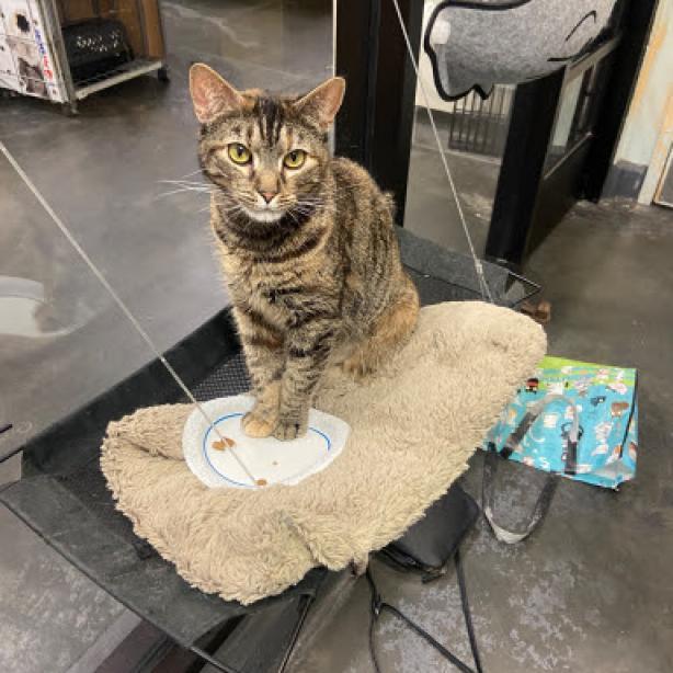 Luna 1 — thumbnail 2