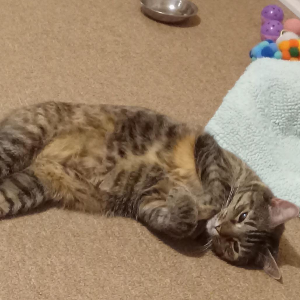 Luna 1 — thumbnail 3