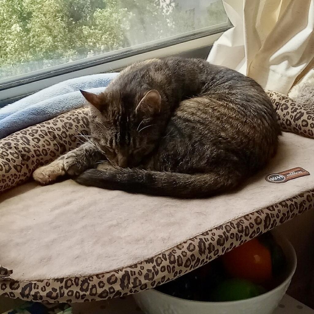 Luna 1 — thumbnail 4