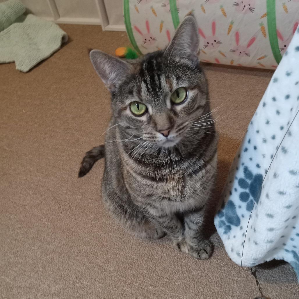 Luna 1, a Adoptable Domestic Short Hair in Cumming, GA image 4/6