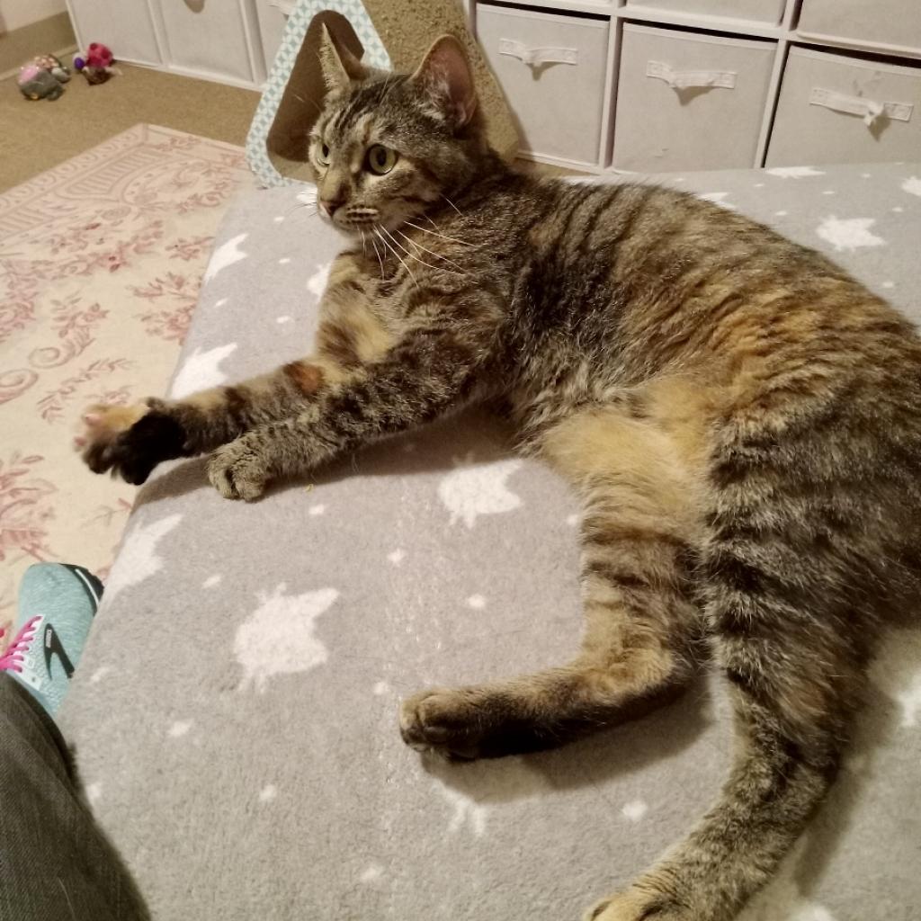 Luna 1 — thumbnail 5