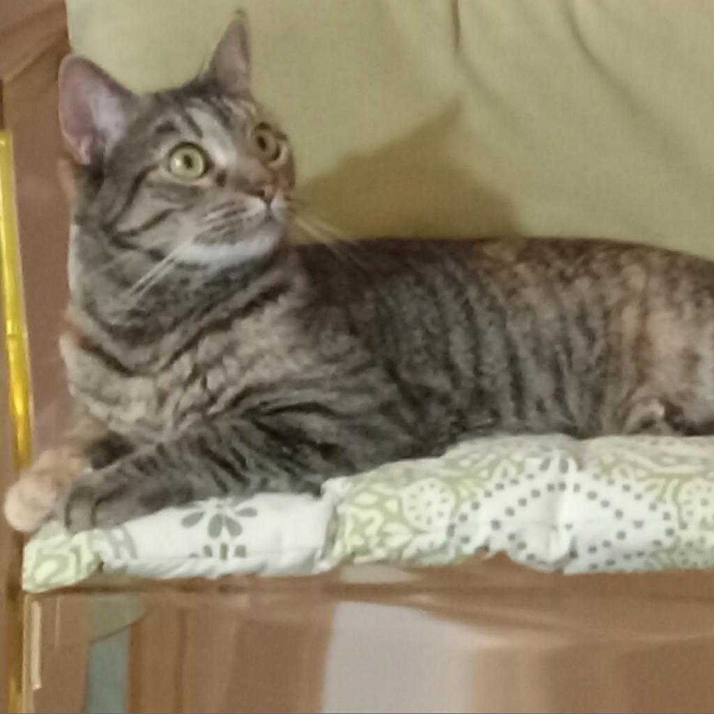 Luna 1, a Adoptable Domestic Short Hair in Cumming, GA image 6/6