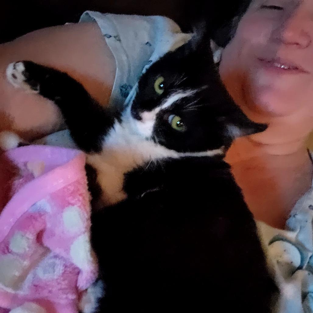 Sugar, Adoptable, Kitten Female Domestic Medium Hair & American Curl.