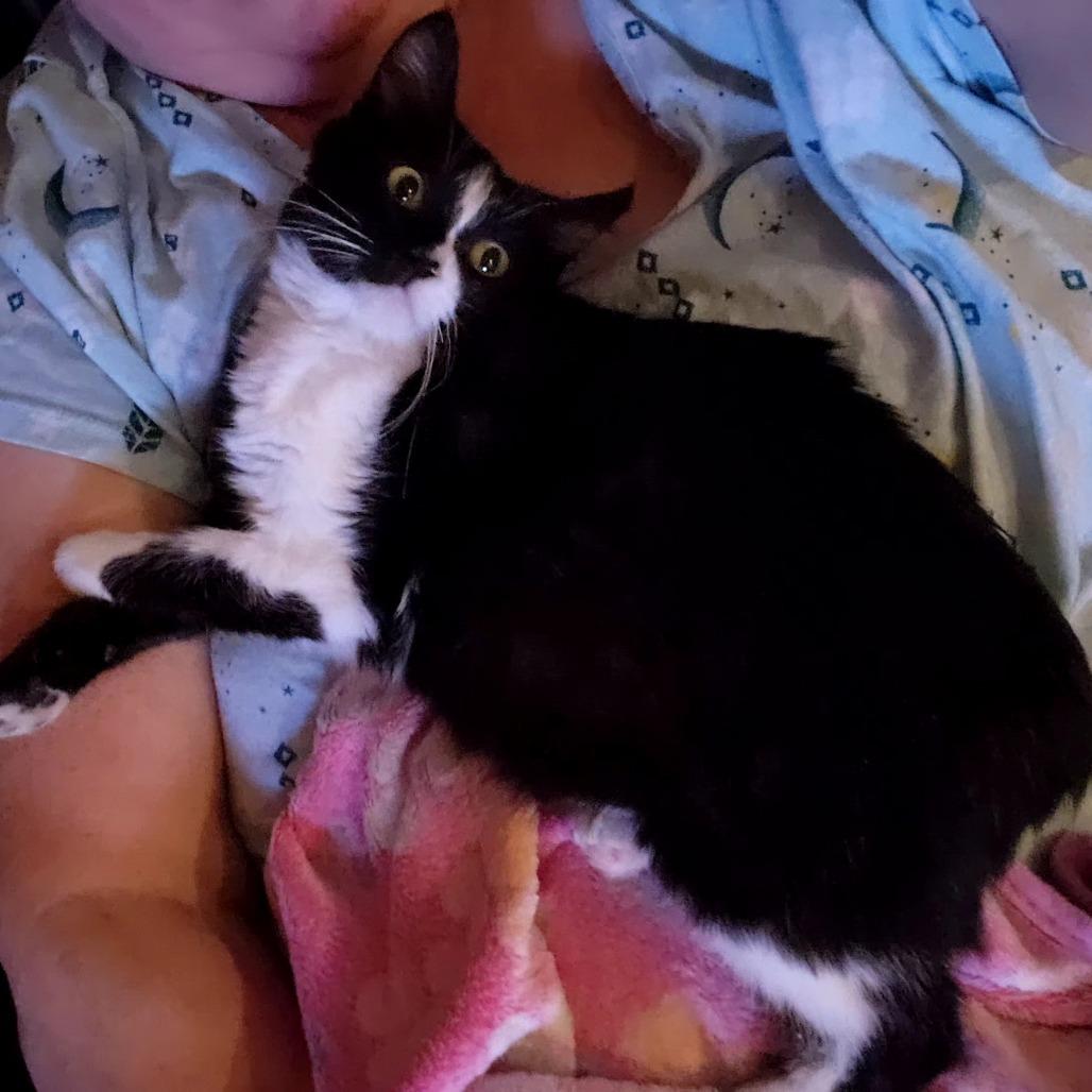 Sugar, a Adoptable mixed breed in Grantsville, UT image 2/2