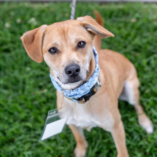 Louis - Adopted!, Adoptable, Young Male Miniature Pinscher & Terrier.