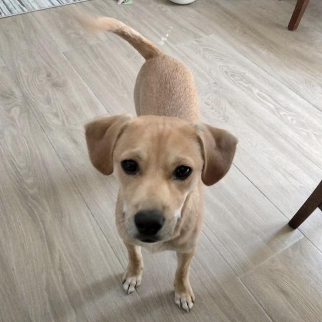 Louis - Adopted!, a Adoptable mixed breed in San Diego, CA image 2/3