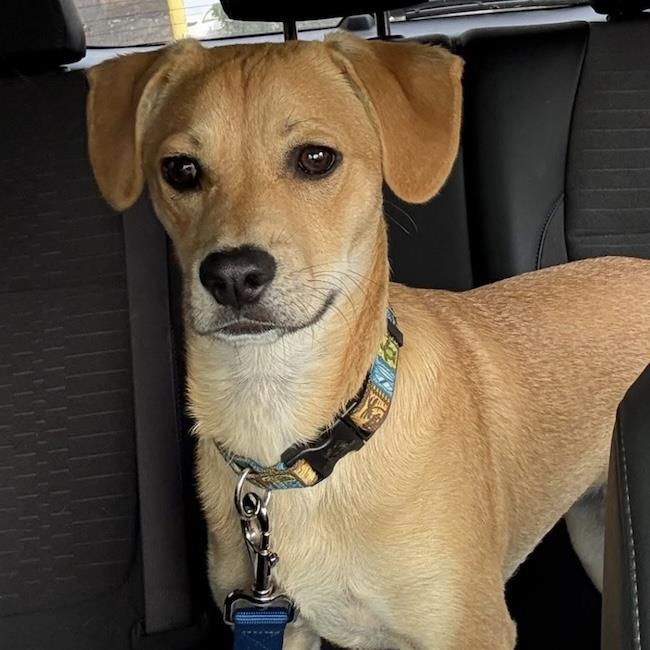 Louis - Adopted!, a Adoptable mixed breed in San Diego, CA image 3/3