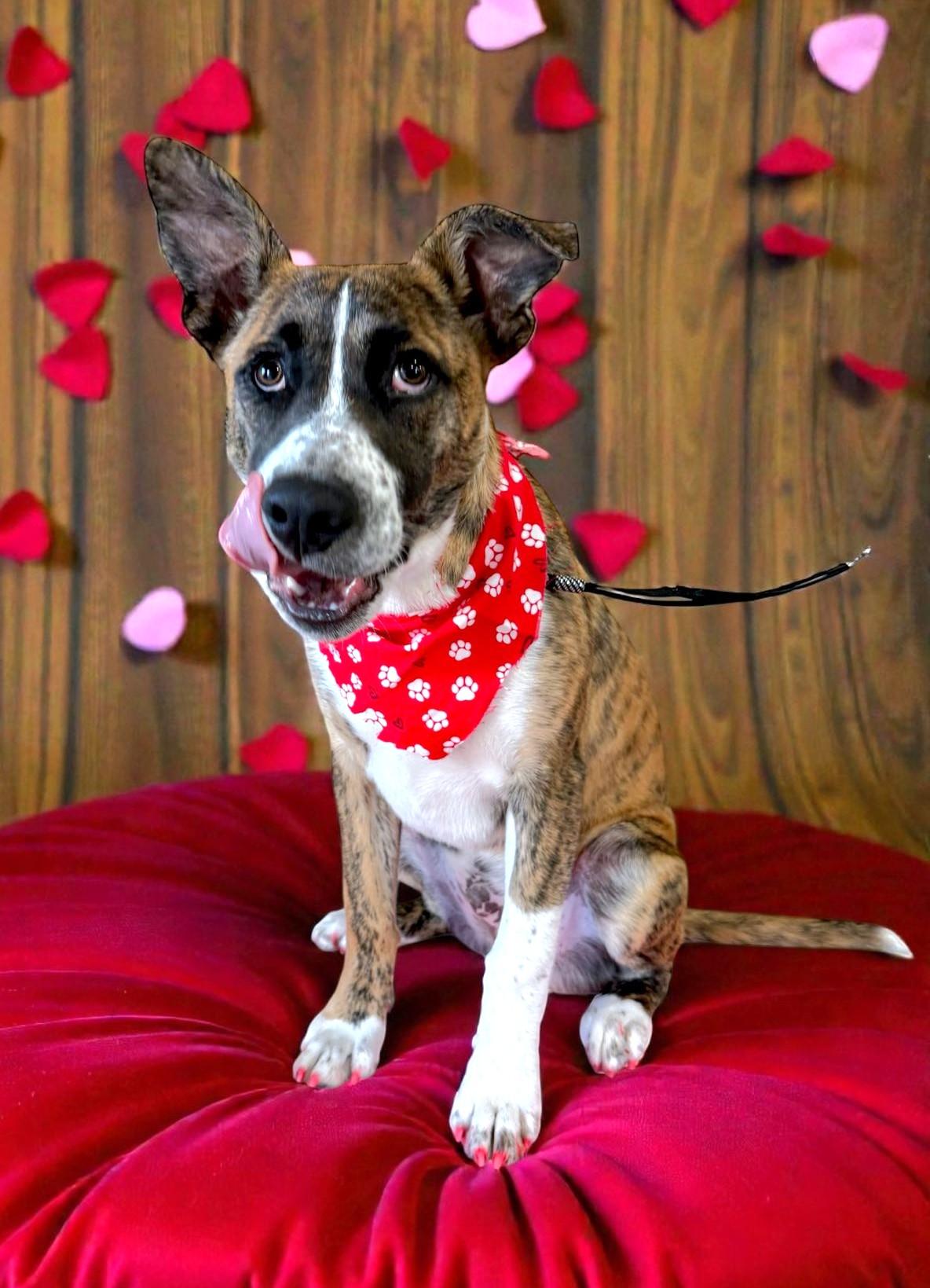 Ace, a Adoptable mixed breed in Savannah, GA image 2/6