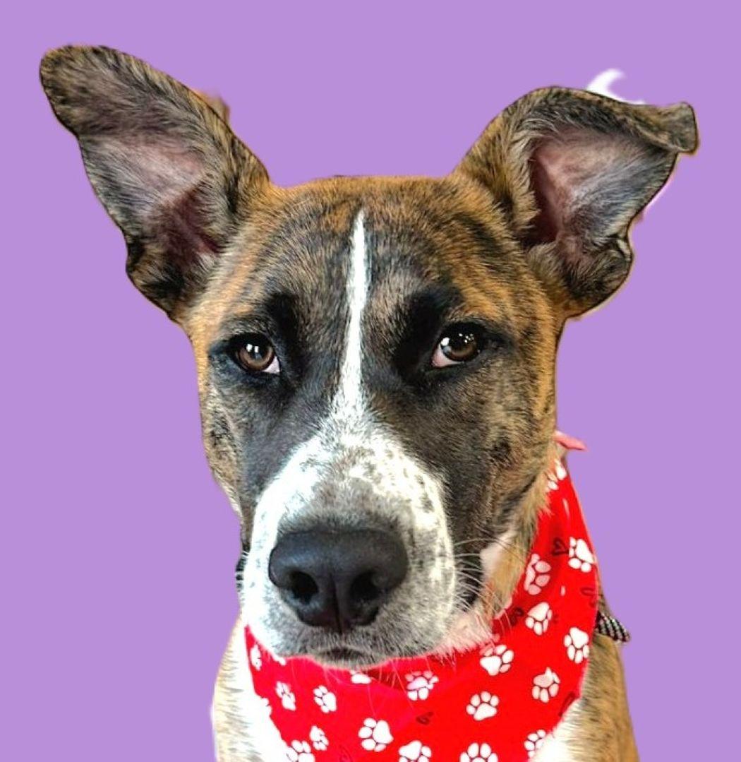 Ace, a Adoptable mixed breed in Savannah, GA image 1/6