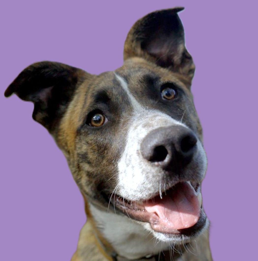 Enlarge Ace, a Adoptable mixed breed in Savannah, GA image 1/6