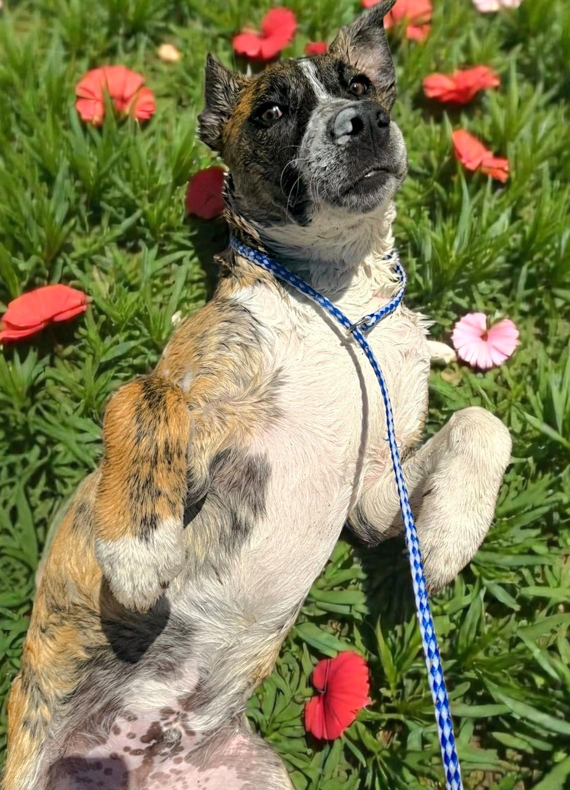 Ace, a Adoptable mixed breed in Savannah, GA image 3/6