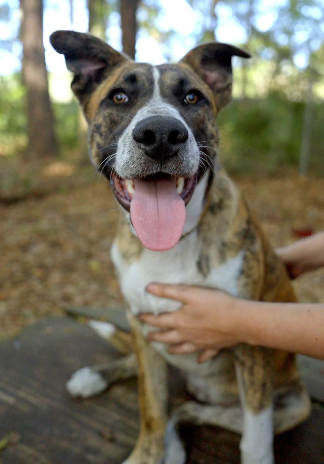Enlarge Ace, a Adoptable mixed breed in Savannah, GA image 2/6