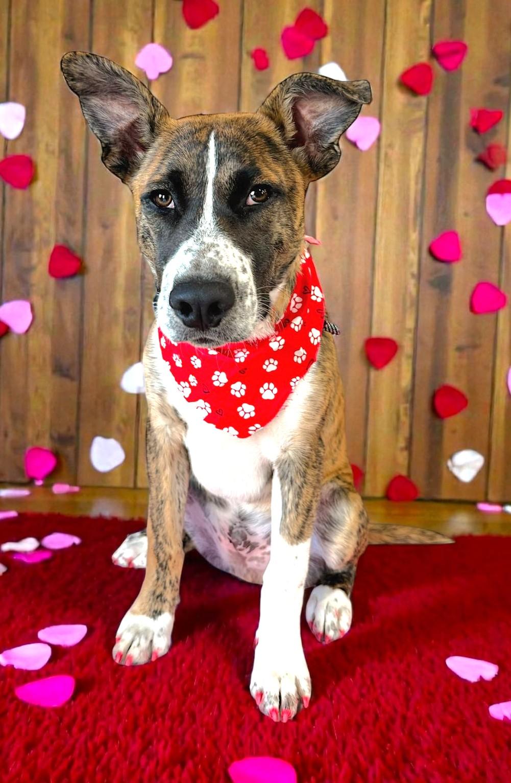 Ace, a Adoptable mixed breed in Savannah, GA image 4/6