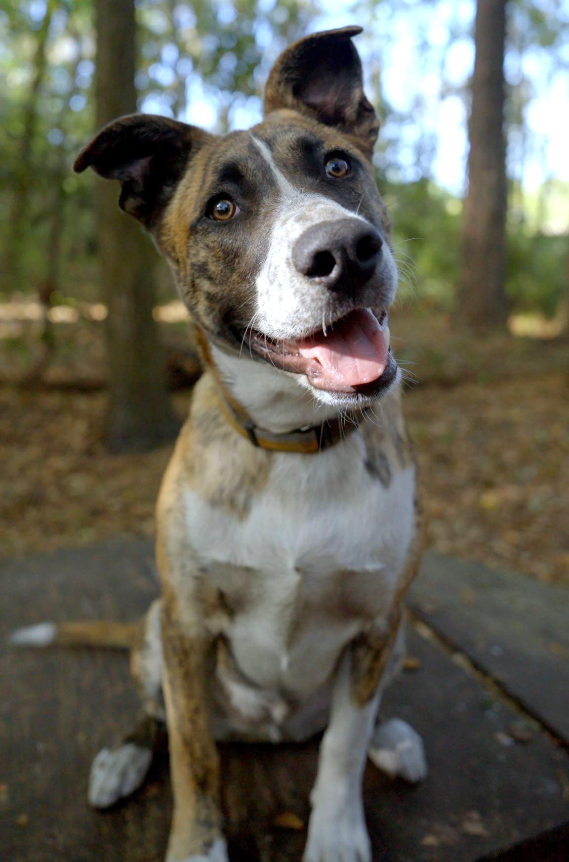 Enlarge Ace, a Adoptable mixed breed in Savannah, GA image 3/6
