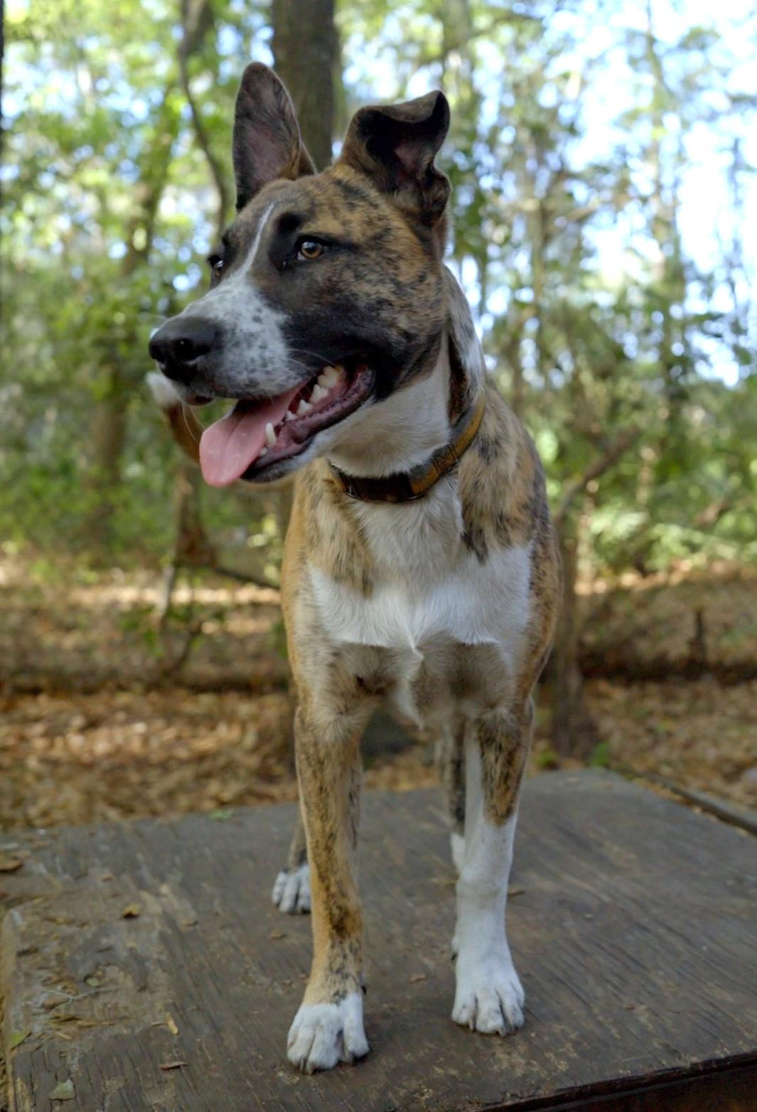 Enlarge Ace, a Adoptable mixed breed in Savannah, GA image 4/6