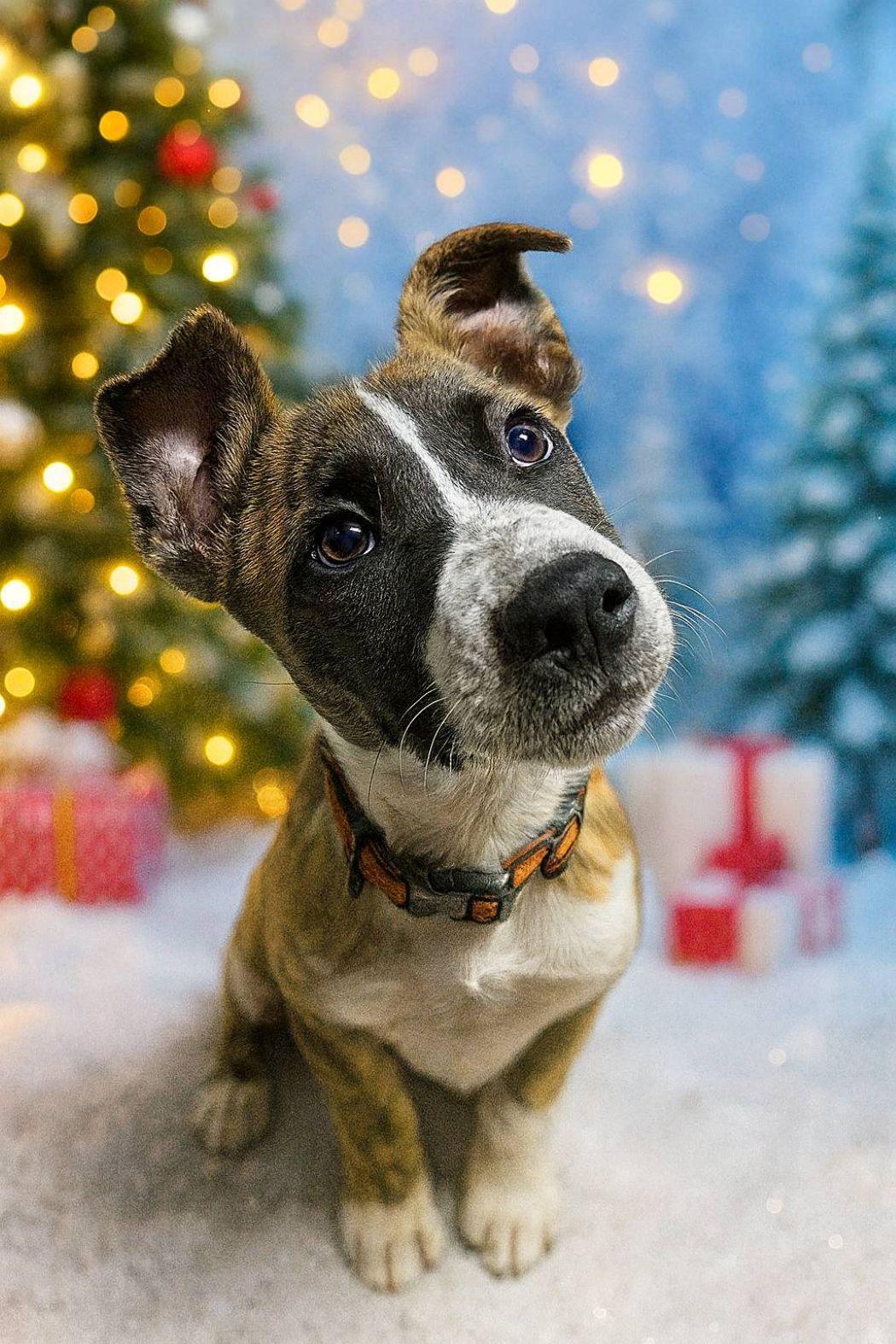 Ace, a Adoptable mixed breed in Savannah, GA image 5/6