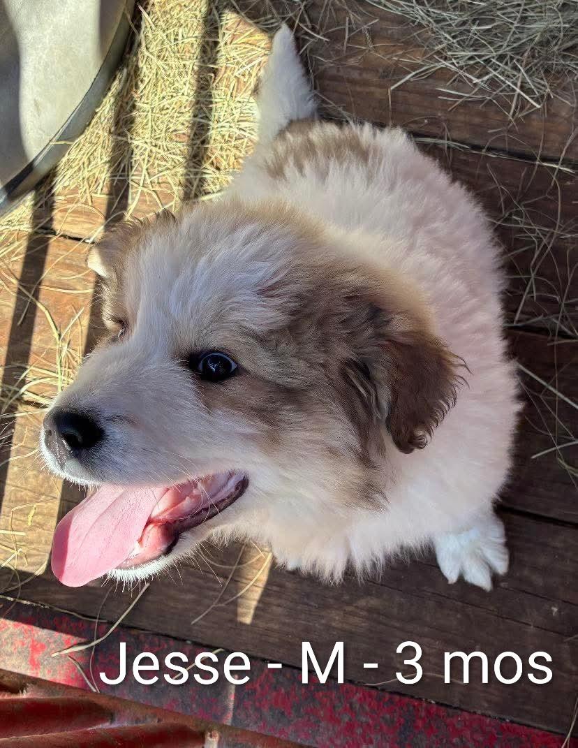 Jesse, adopted, Puppy Male Great Pyrenees.
