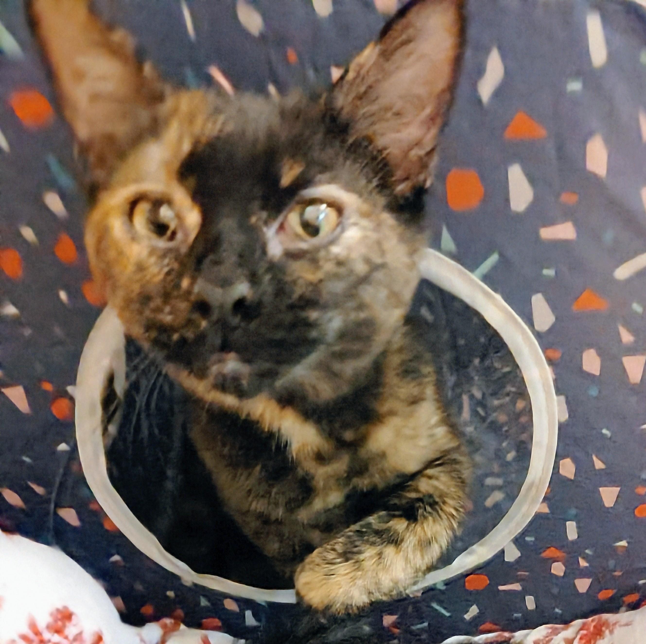 Gidget, a Adoptable Tortoiseshell in Waynesboro, VA image 5/6