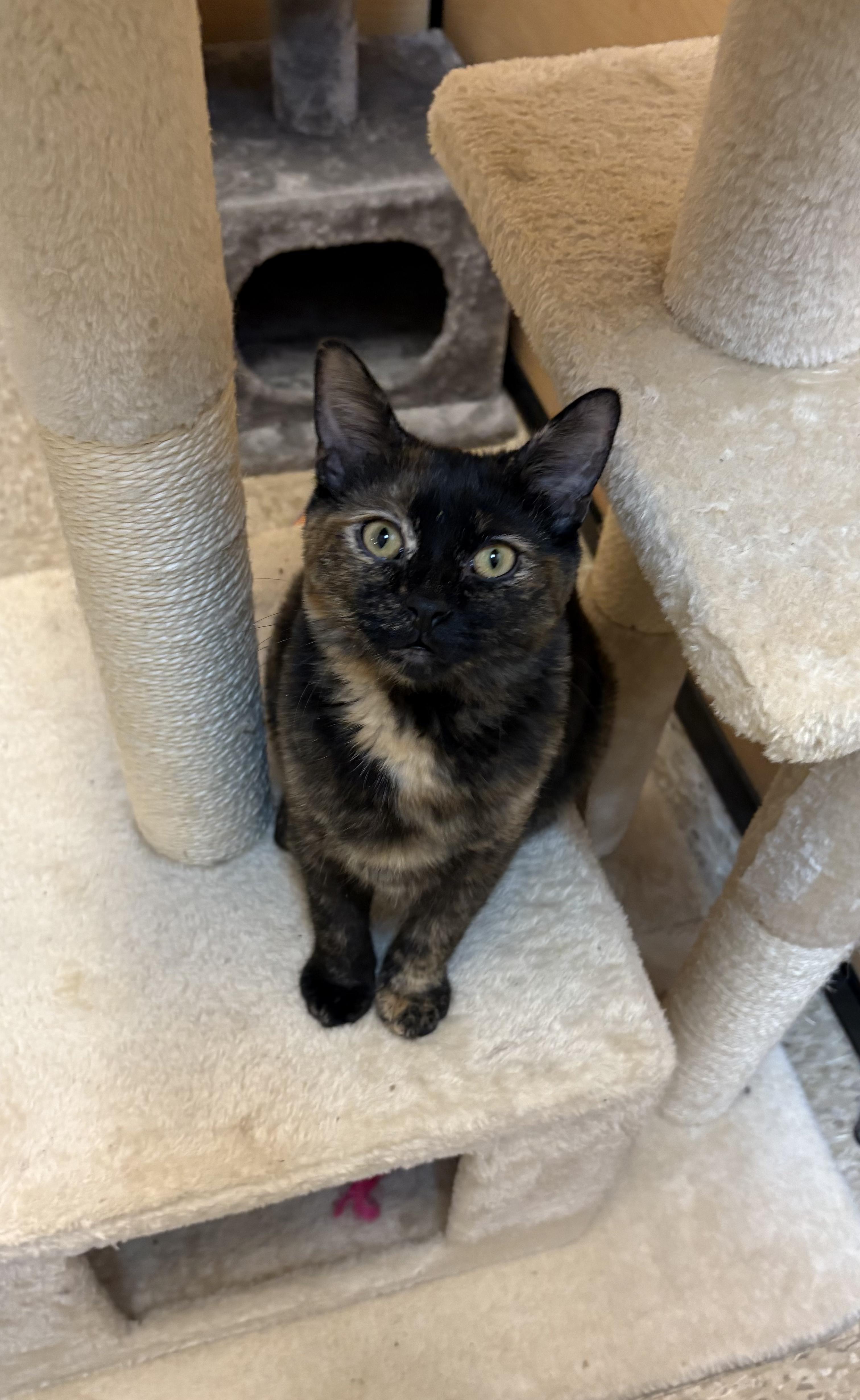 Gidget, a Adoptable Tortoiseshell in Waynesboro, VA image 1/6