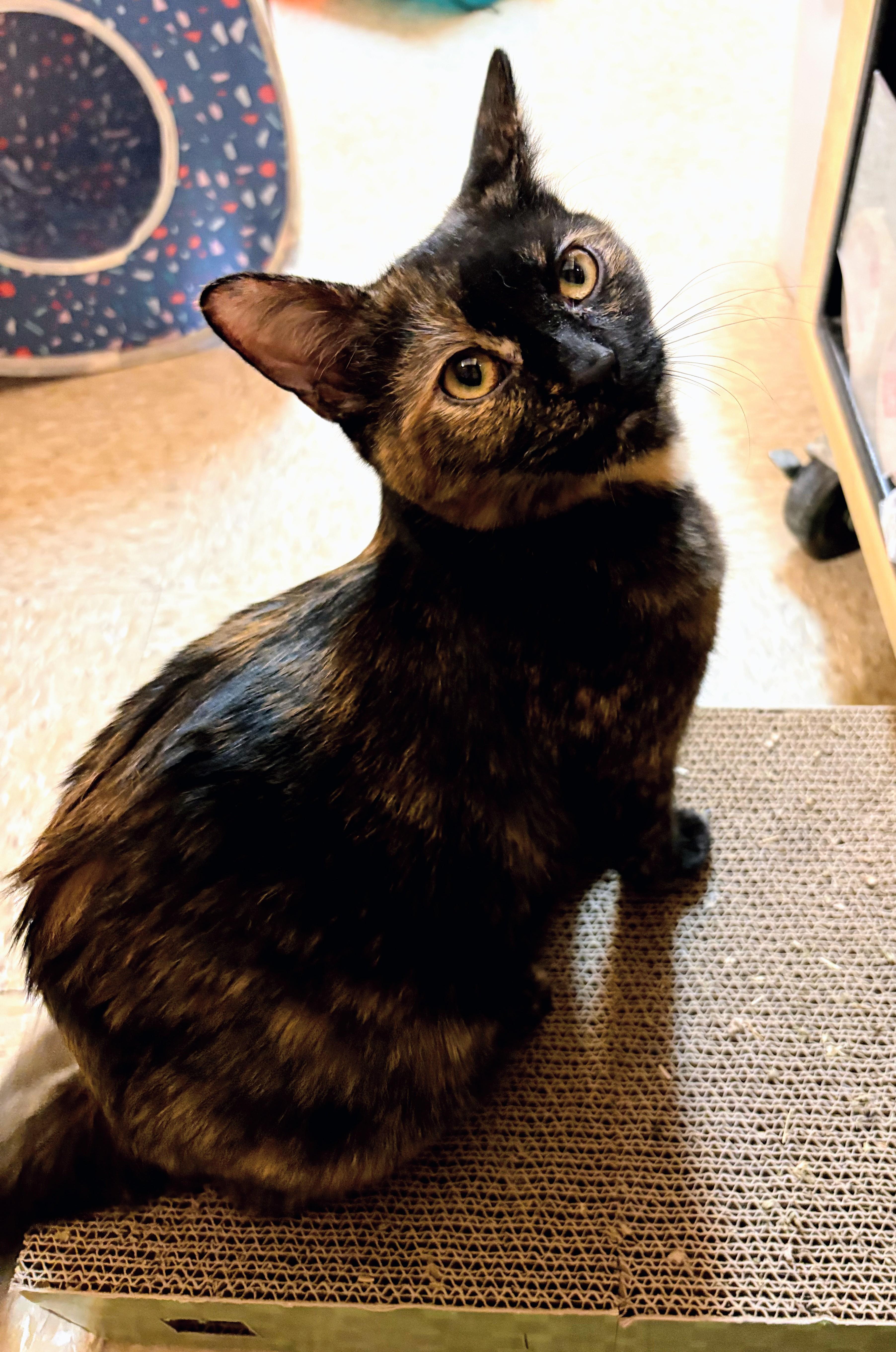 Gidget, a Adoptable Tortoiseshell in Waynesboro, VA image 4/6