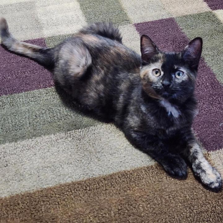 Gidget, a Adoptable Tortoiseshell in Waynesboro, VA image 3/6