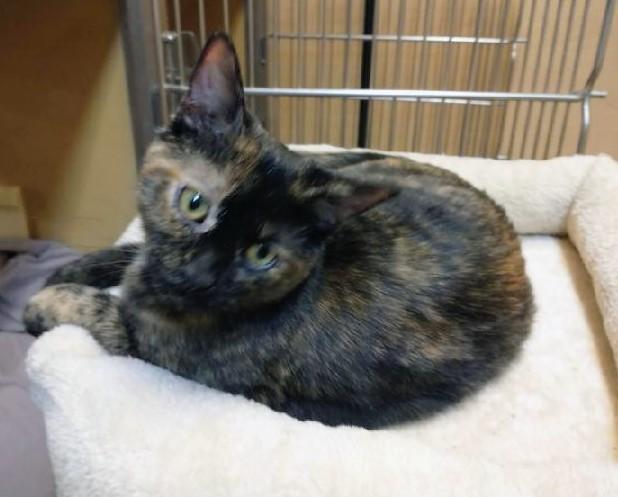 Gidget, a Adoptable Tortoiseshell in Waynesboro, VA image 6/6