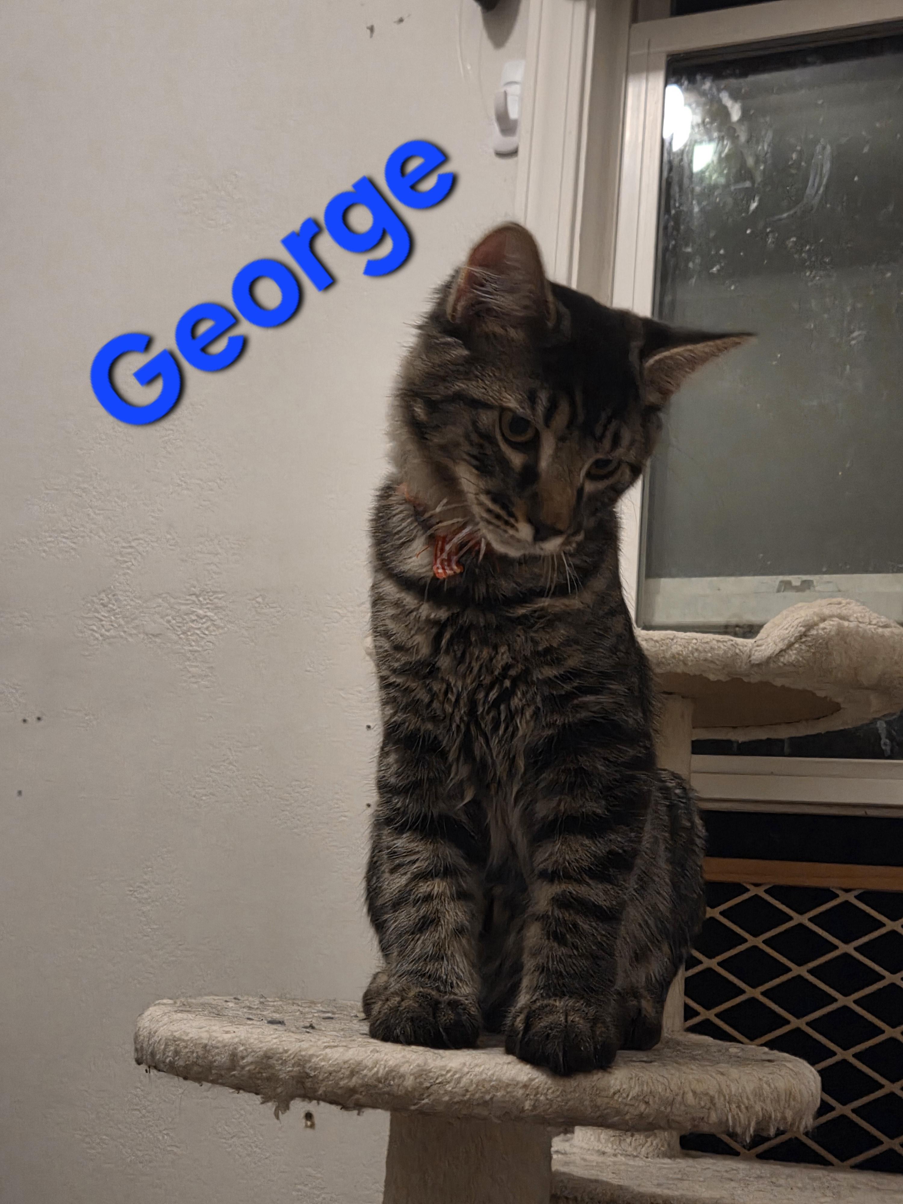 George thumbnail 3