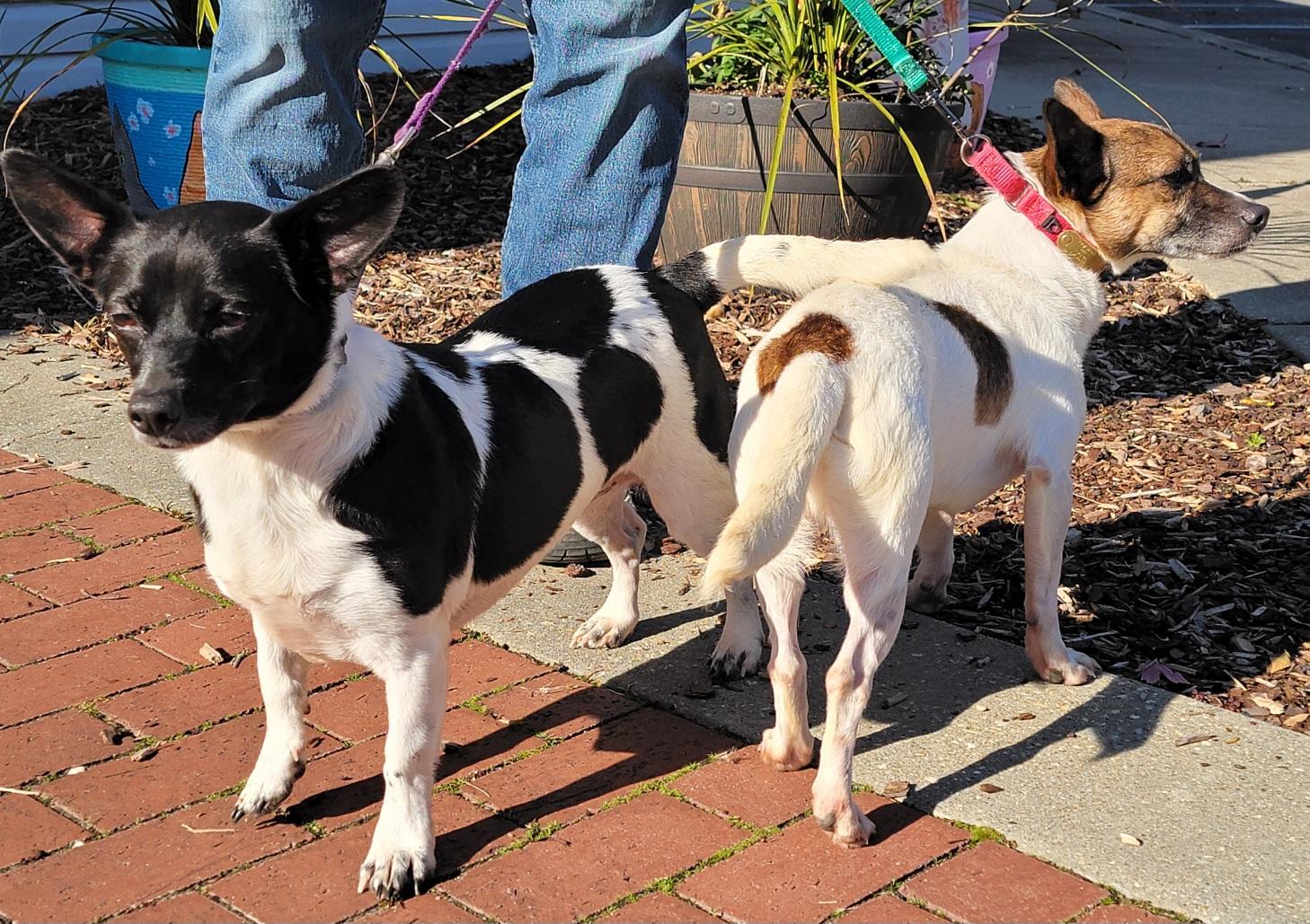 Ginger, a Adoptable mixed breed in Prince Frederick, MD image 4/4