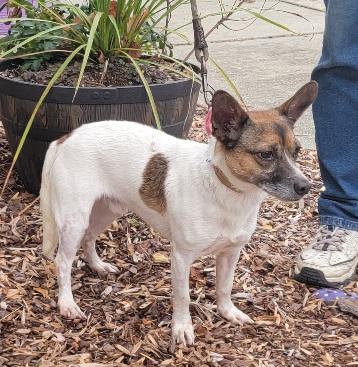 Ginger, a Adoptable mixed breed in Prince Frederick, MD image 2/4