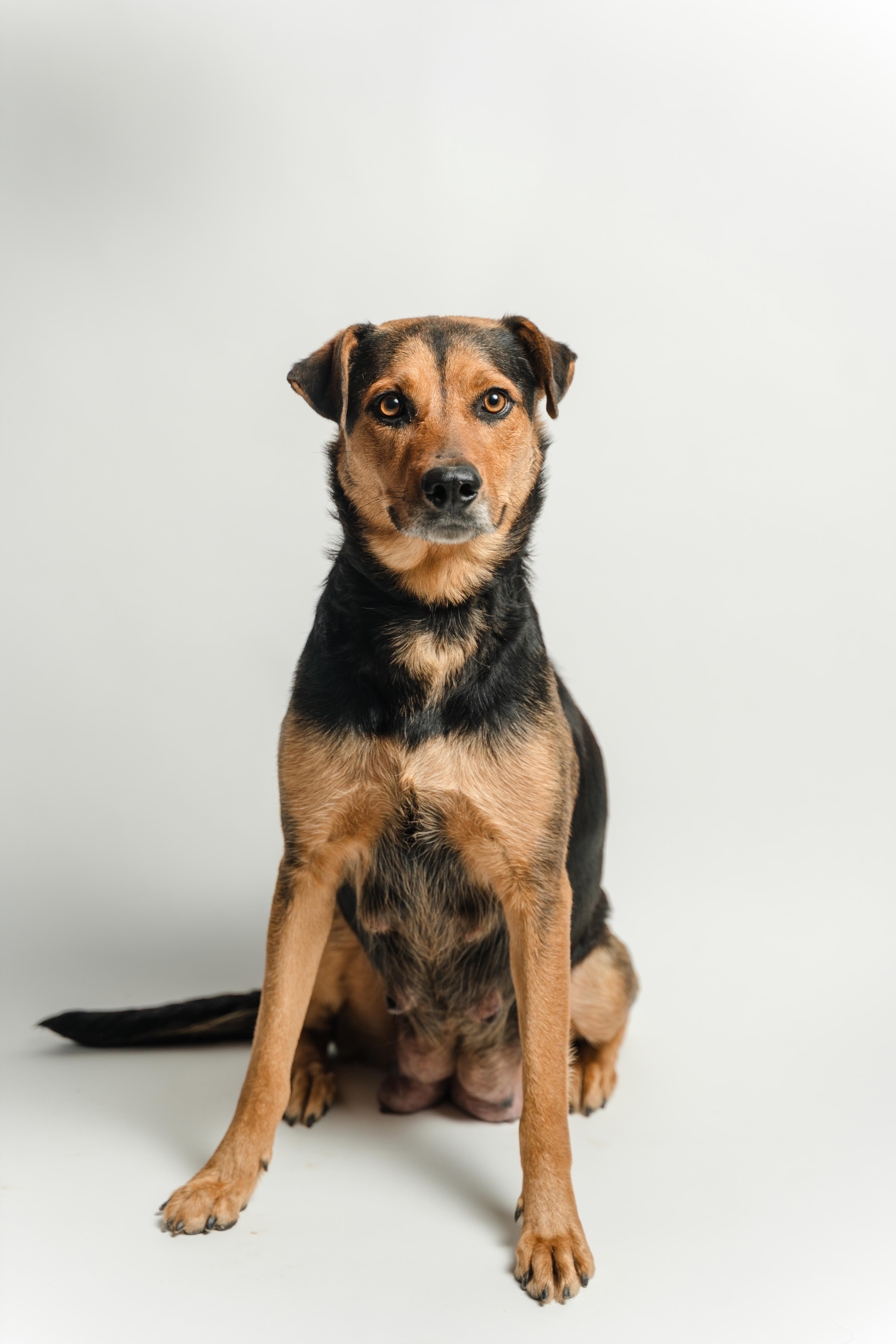 Pelusa — thumbnail 3