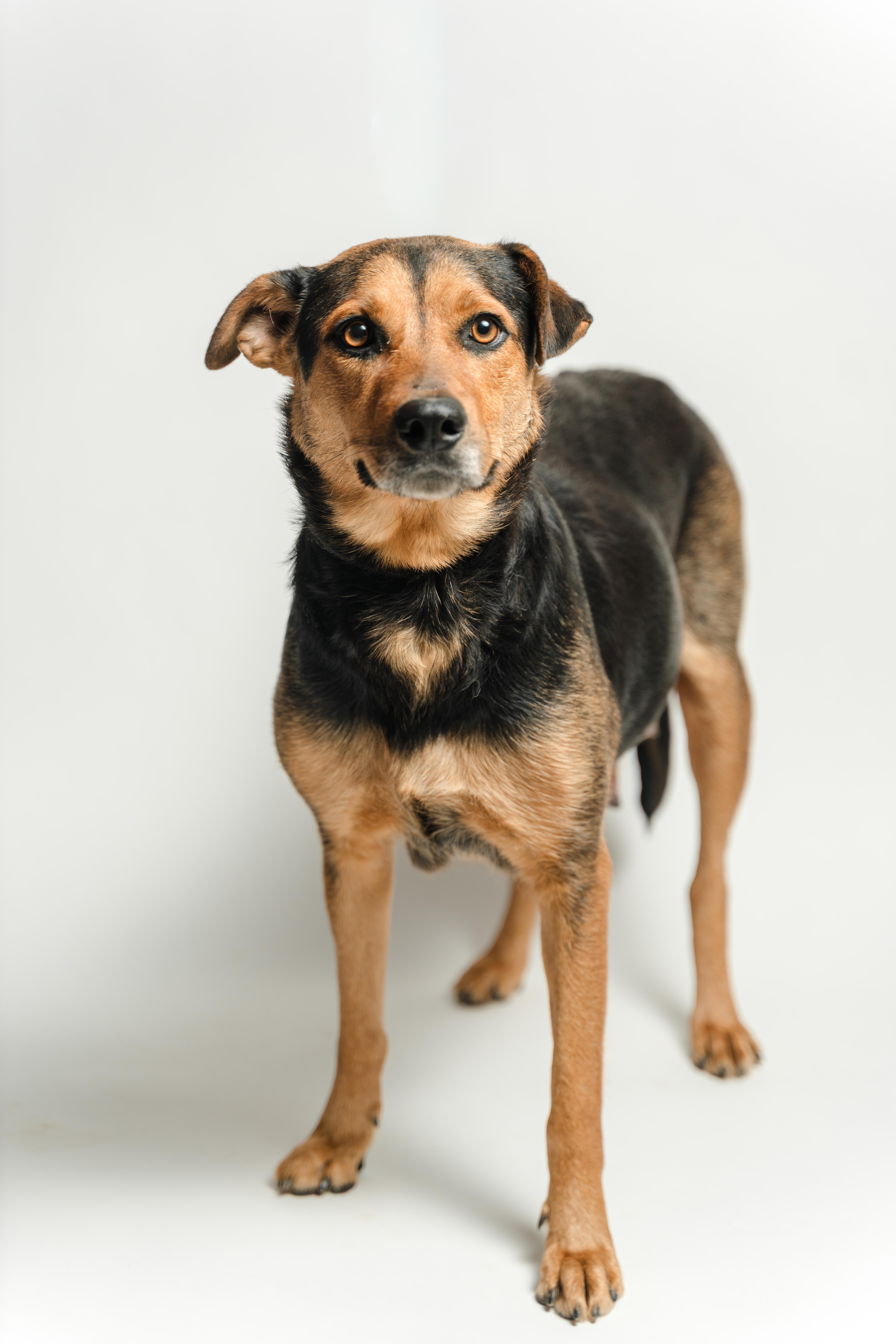 Pelusa — thumbnail 5