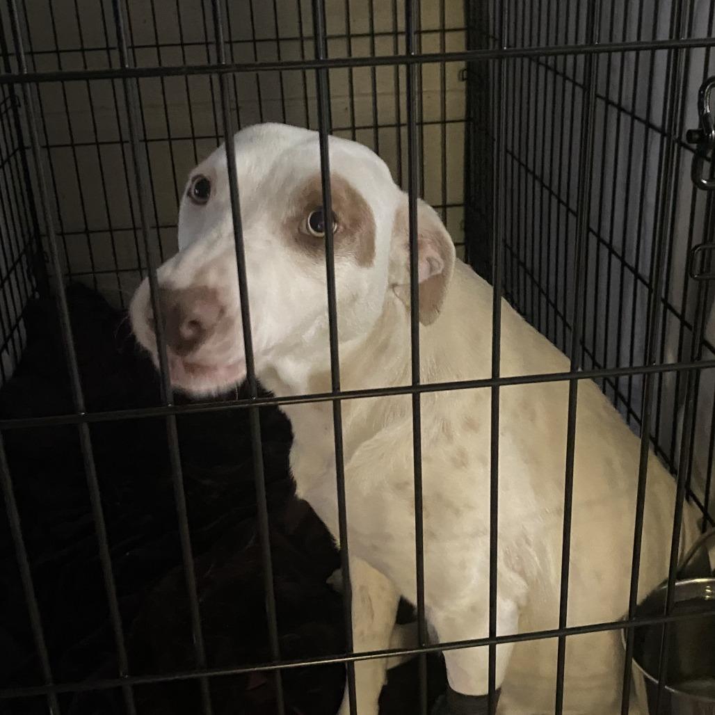 Darla - 021301U, a Adoptable mixed breed in Tupelo, MS image 2/5