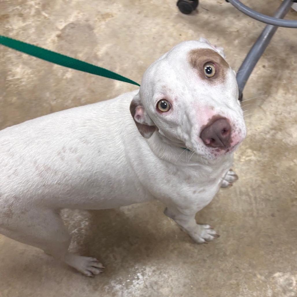 Darla - 021301U, a Adoptable mixed breed in Tupelo, MS image 3/5