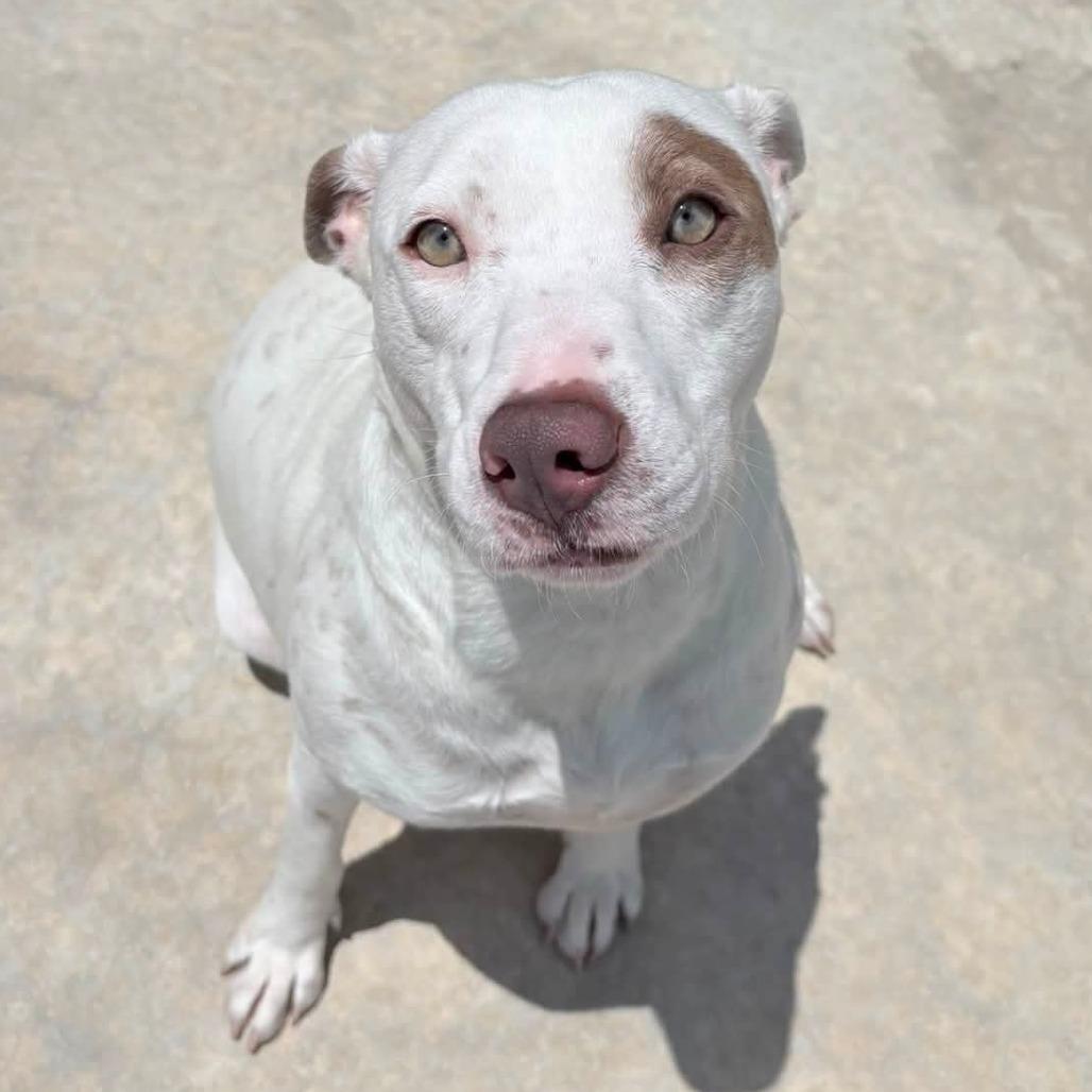 Darla - 021301U, a Adoptable mixed breed in Tupelo, MS image 4/5