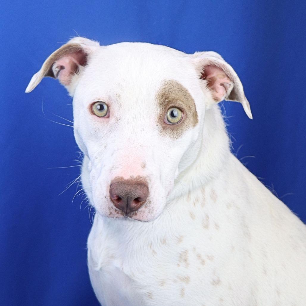 Darla - 021301U, a Adoptable mixed breed in Tupelo, MS image 5/5