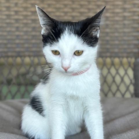Enlarge Amore', a Adoptable Domestic Short Hair in Riverside, CA image 1/6