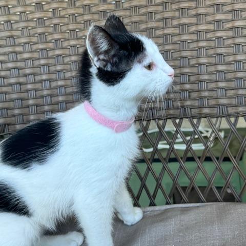 Enlarge Amore', a Adoptable Domestic Short Hair in Riverside, CA image 2/6