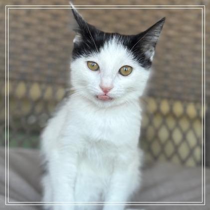 Enlarge Amore', a Adoptable Domestic Short Hair in Riverside, CA image 4/6
