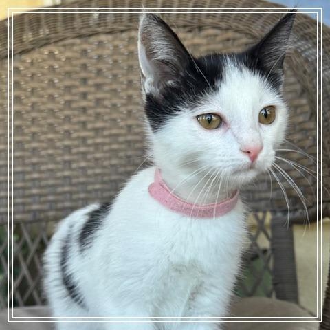 Enlarge Amore', a Adoptable Domestic Short Hair in Riverside, CA image 5/6